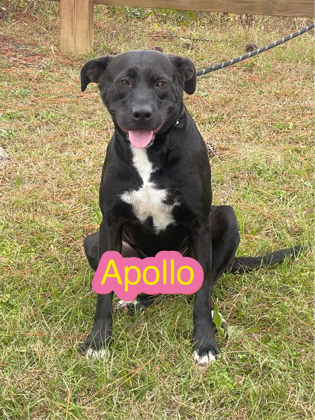 Apollo - Labrador Retriever