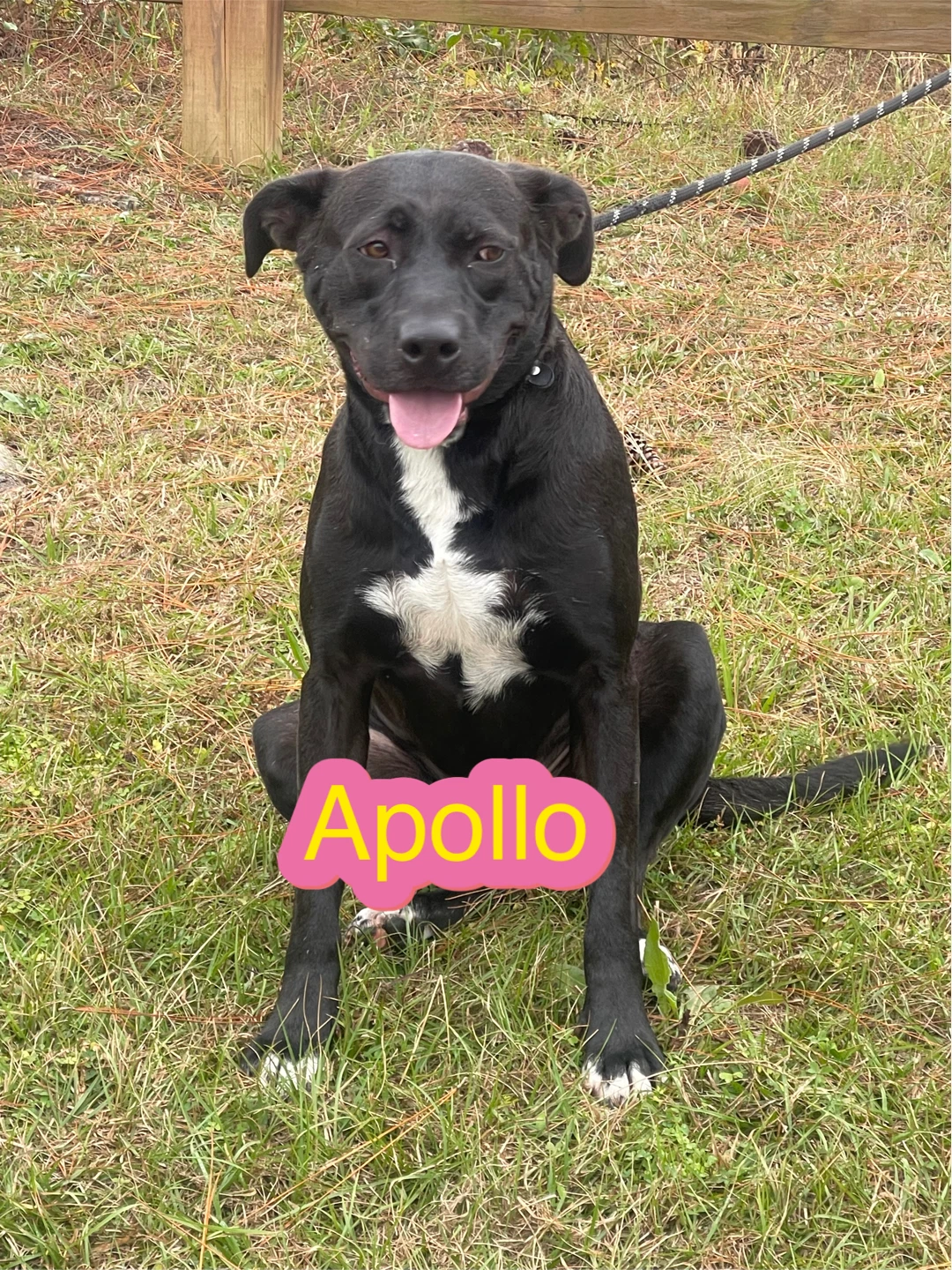 Apollo