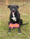 adoptable Dog in pennington, NJ named Apollo