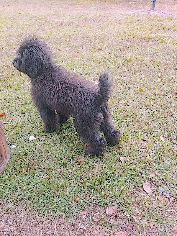 Dog for Adoption - Lucy, a Cockapoo in Hawkinsville, GA | Alpha Paw