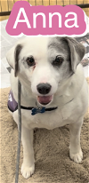 adoptable Dog in pennington, NJ named Anna