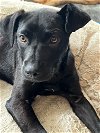 adoptable Dog in pennington, NJ named Trixie