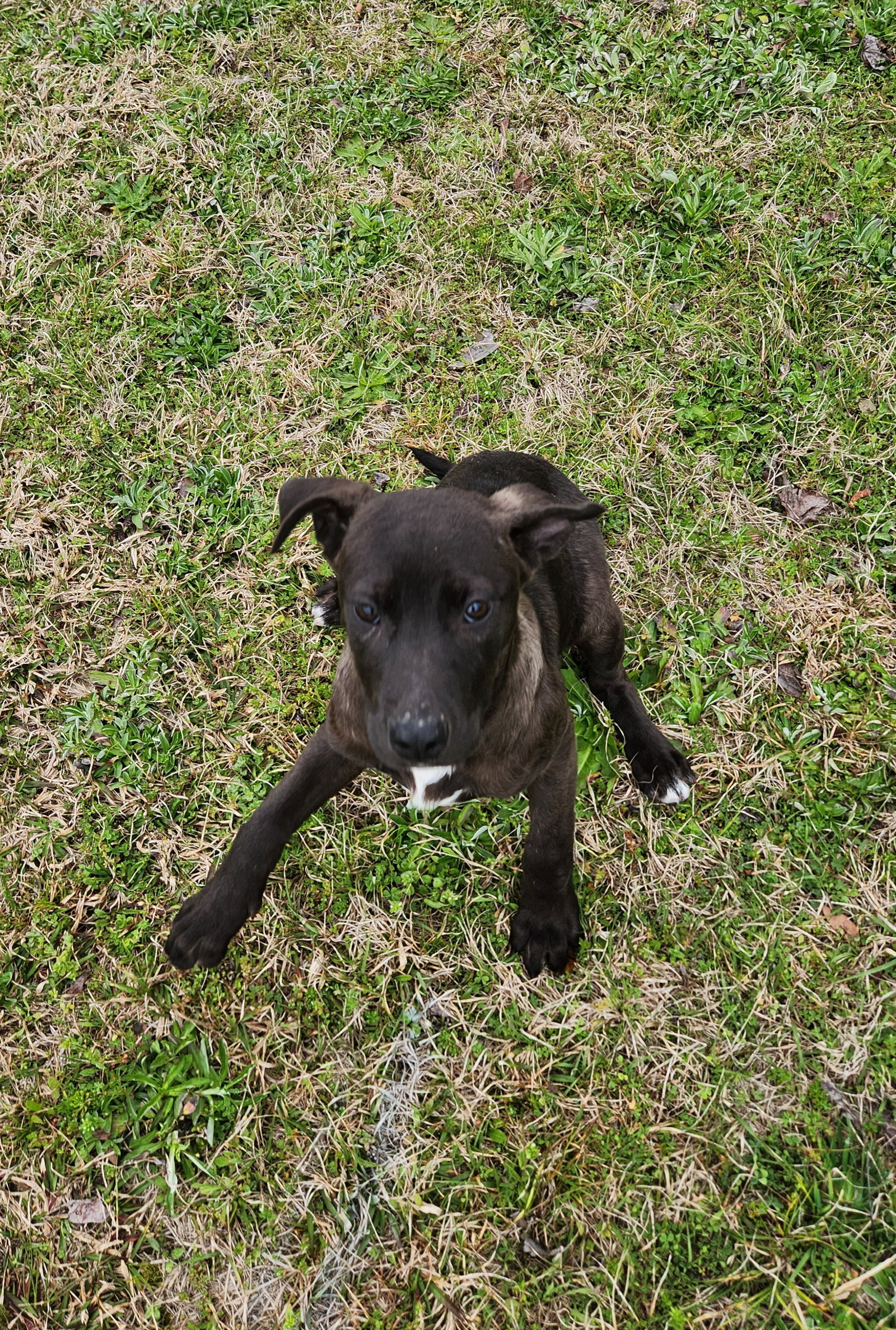 Dog for Adoption Peaches, a Labrador Retriever in Reidsville, GA