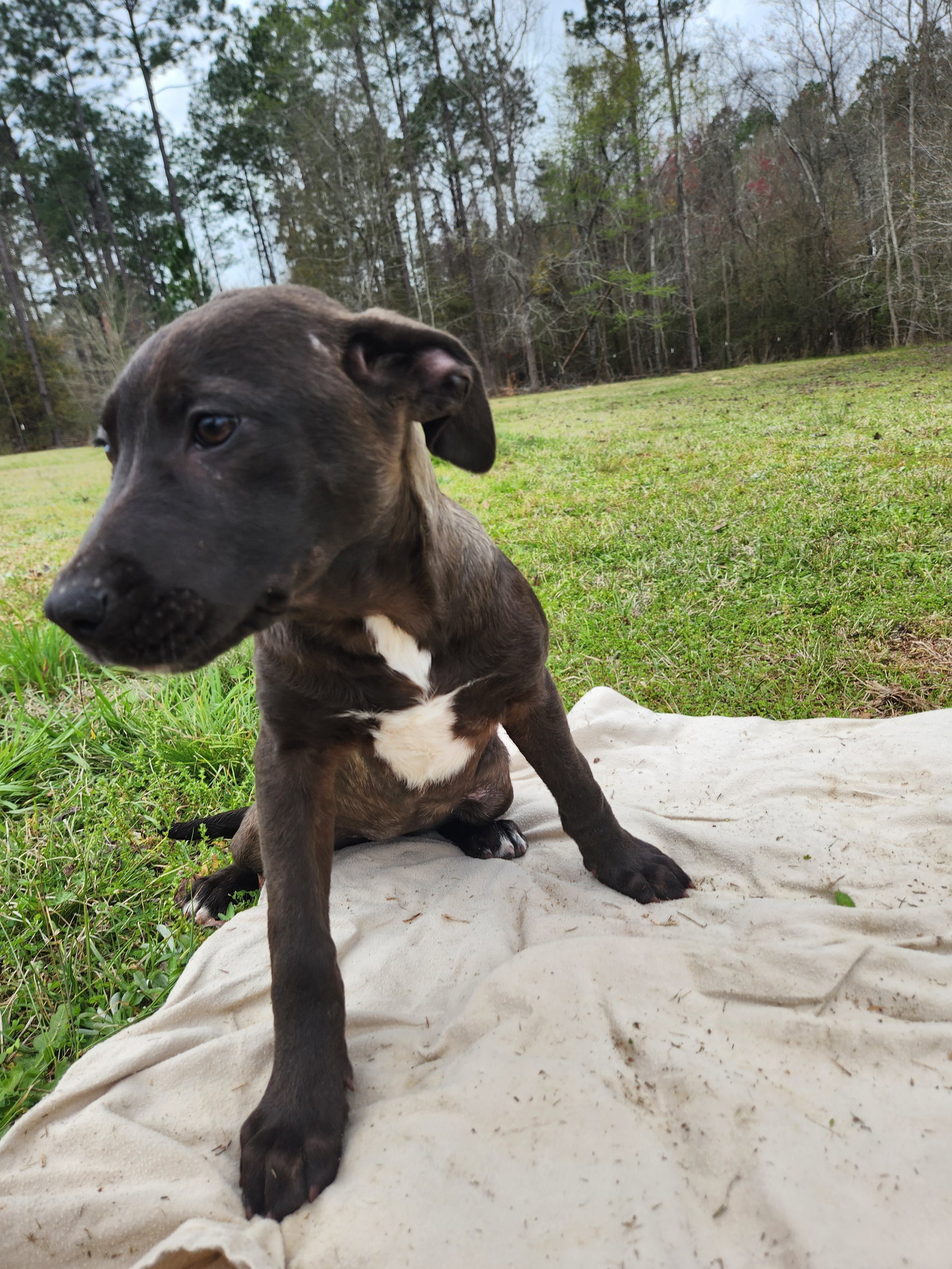 Dog for Adoption Peaches, a Labrador Retriever in Reidsville, GA