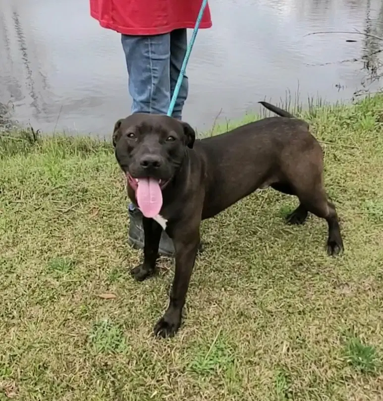 Travis - Labrador Retriever