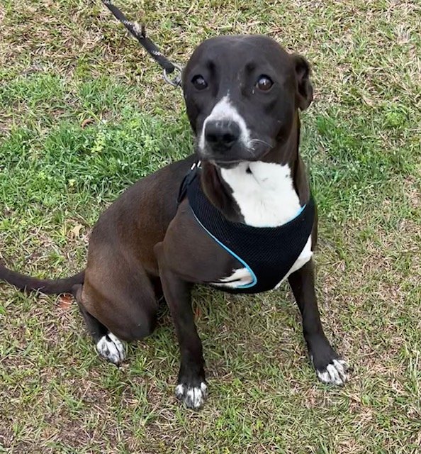 adoptable Dog in Pennington, NJ named Tootsie
