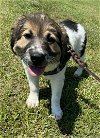 adoptable Dog in pennington, NJ named Faith