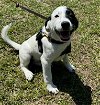 adoptable Dog in pennington, NJ named Flora