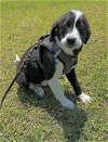 adoptable Dog in pennington, NJ named Freya