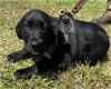 adoptable Dog in pennington, NJ named Fanna