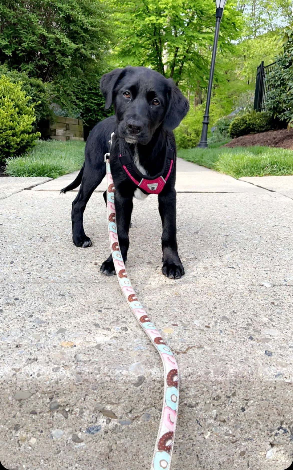 adoptable Dog in Pennington, NJ named Fanna