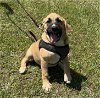 adoptable Dog in pennington, NJ named Farah