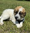 adoptable Dog in pennington, NJ named Fairlee