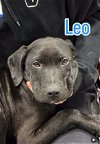 adoptable Dog in  named Leo