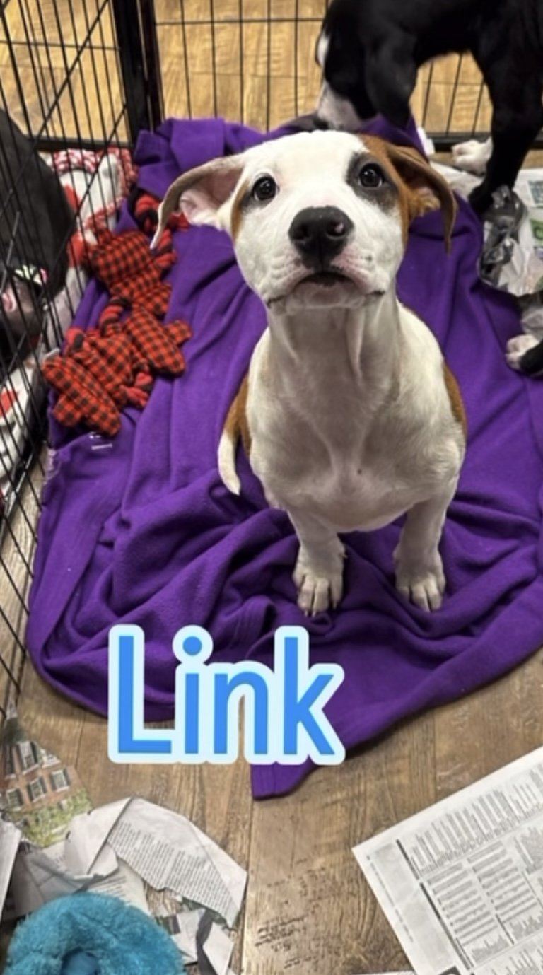 adoptable Dog in Pennington, NJ named Link