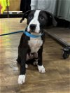 adoptable Dog in pennington, NJ named Lucas