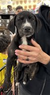 adoptable Dog in pennington, NJ named Navi