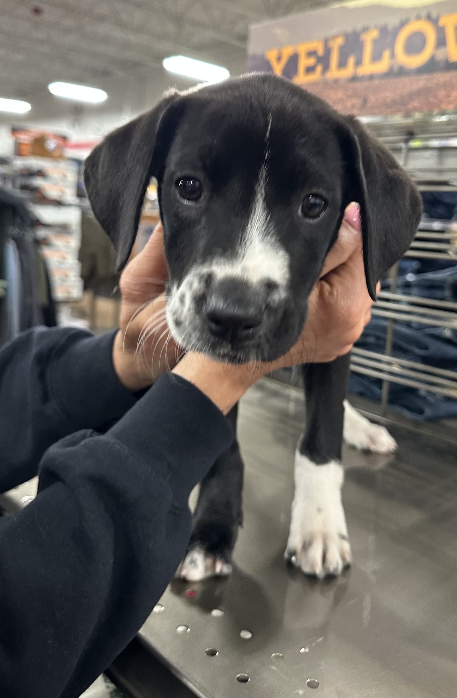 adoptable Dog in Pennington, NJ named Nessi