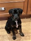 adoptable Dog in pennington, NJ named Noah