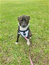 adoptable Dog in , NJ named Juno