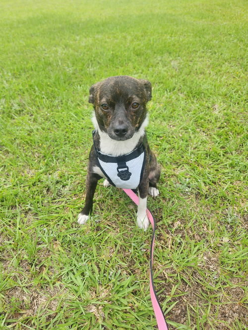 Juno