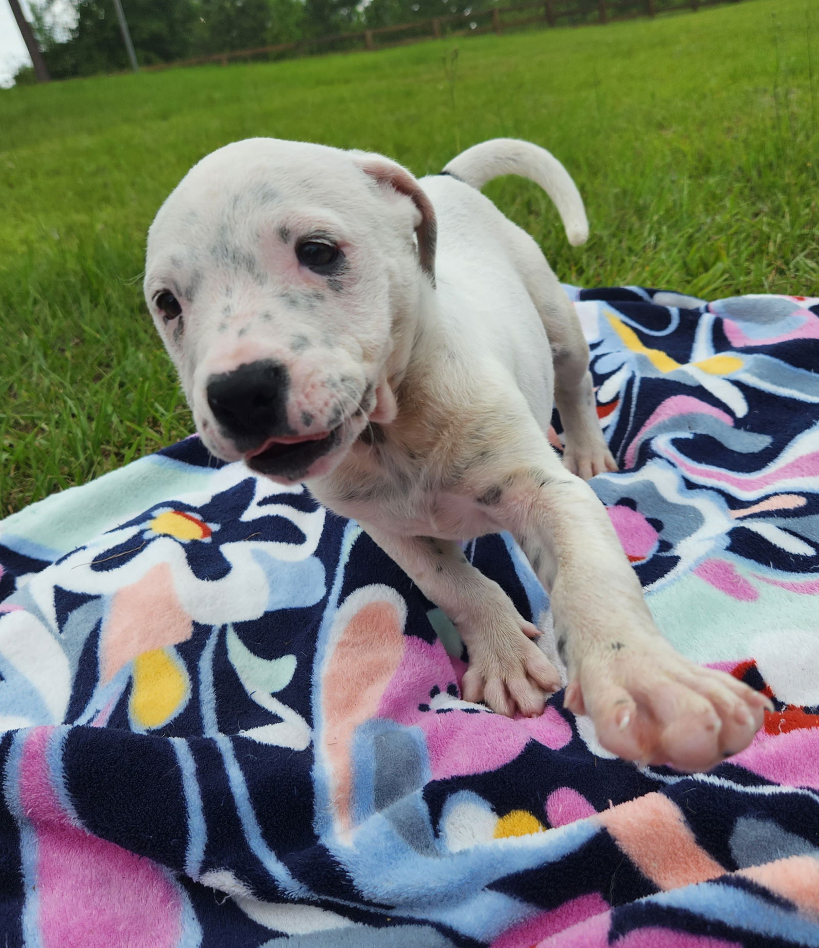 Dog for Adoption - Jasmine, a Labrador Retriever in Tattnall County, GA ...