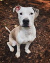 adoptable Dog in Pennington, NJ named Krypto