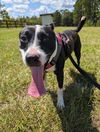 adoptable Dog in Pennington, NJ named Chelle