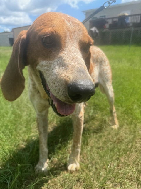 adoptable Dog in Pennington, NJ named Ollie