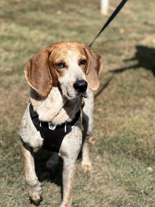OLLIE - Hound available for adoption