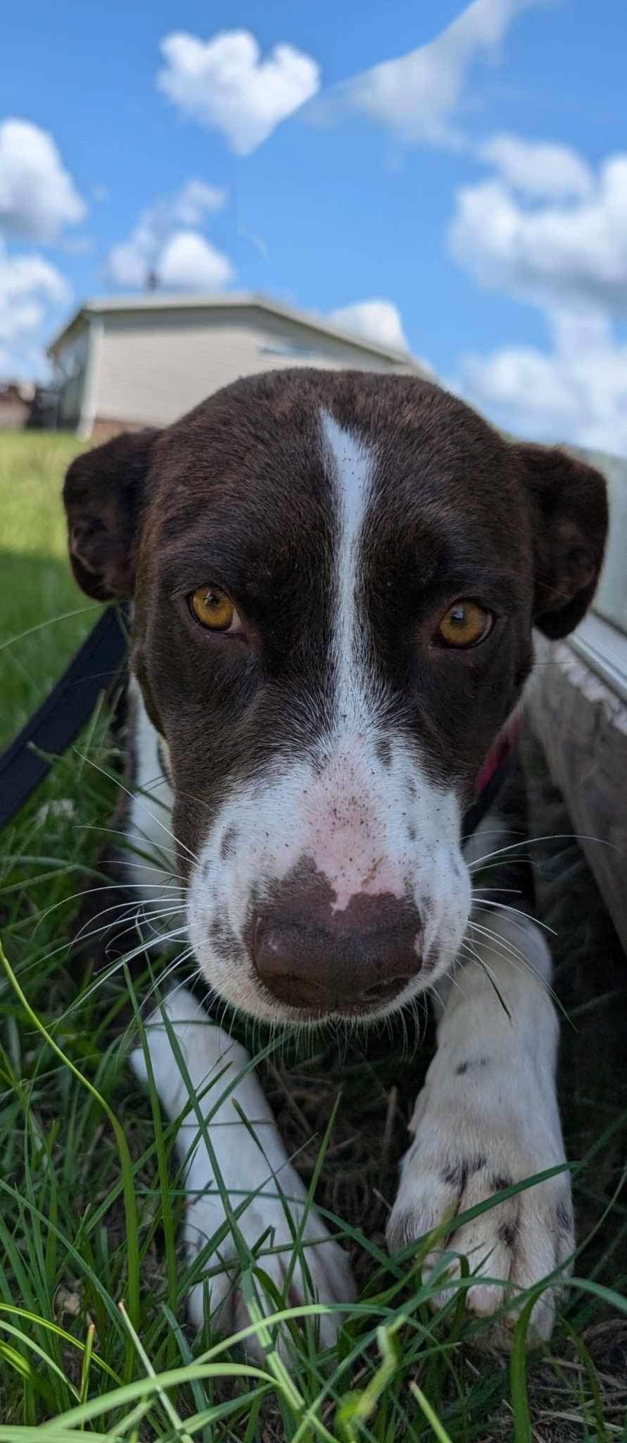 adoptable Dog in Pennington, NJ named Molly