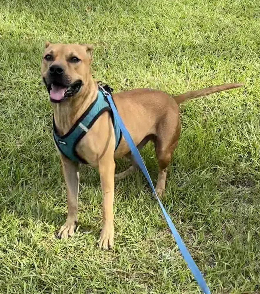 Paulie - Black Mouth Cur