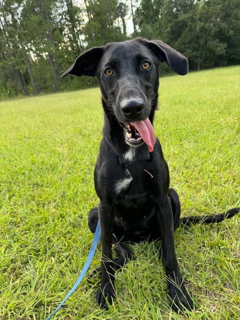 adoptable Dog in Pennington, NJ named Mae