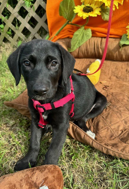 adoptable Dog in Pennington, NJ named Charlie