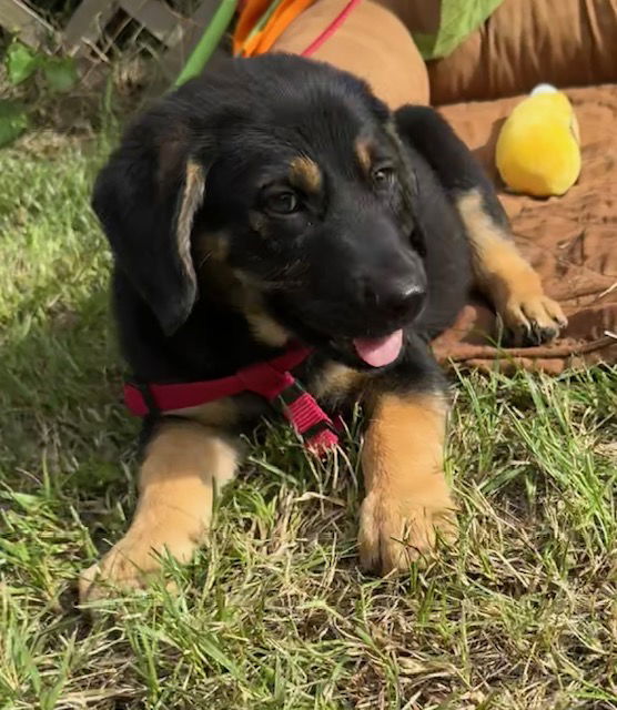 adoptable Dog in Pennington, NJ named Cato