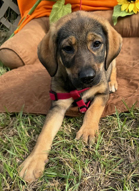 adoptable Dog in Pennington, NJ named Chilly