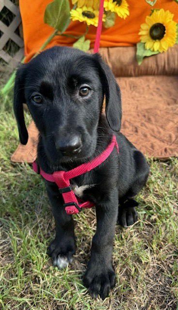 adoptable Dog in Pennington, NJ named Cherrie