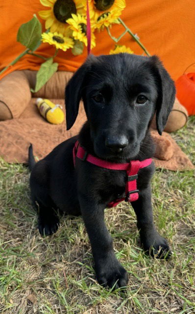 adoptable Dog in Pennington, NJ named Cara