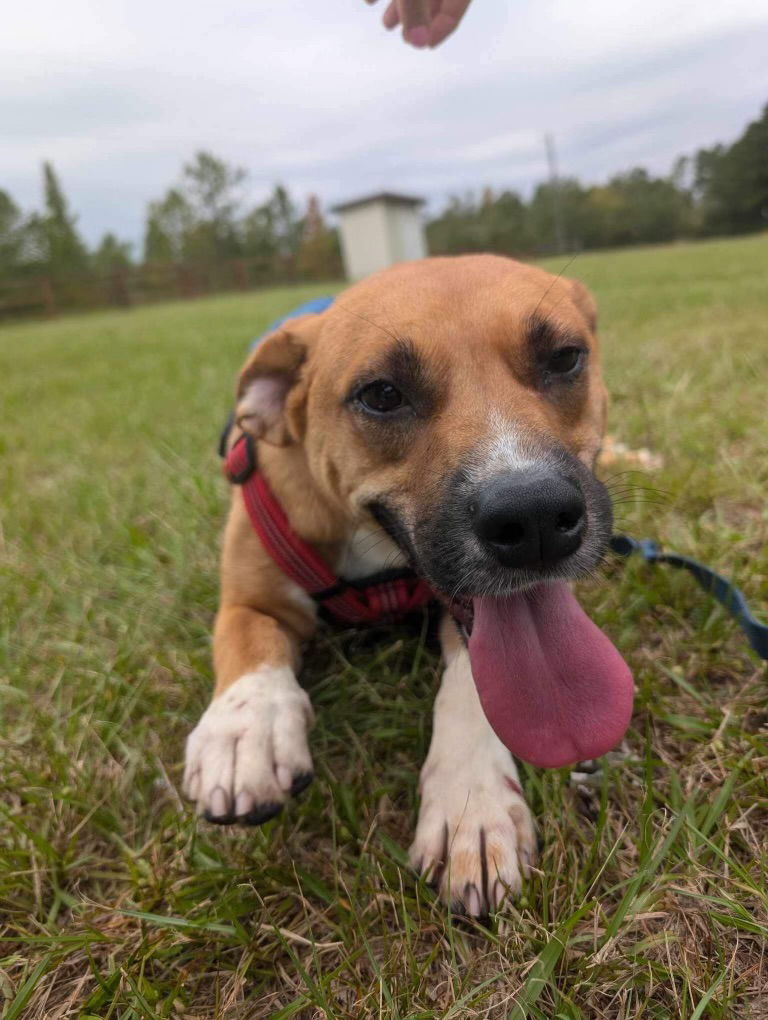 adoptable Dog in Pennington, NJ named Maggie