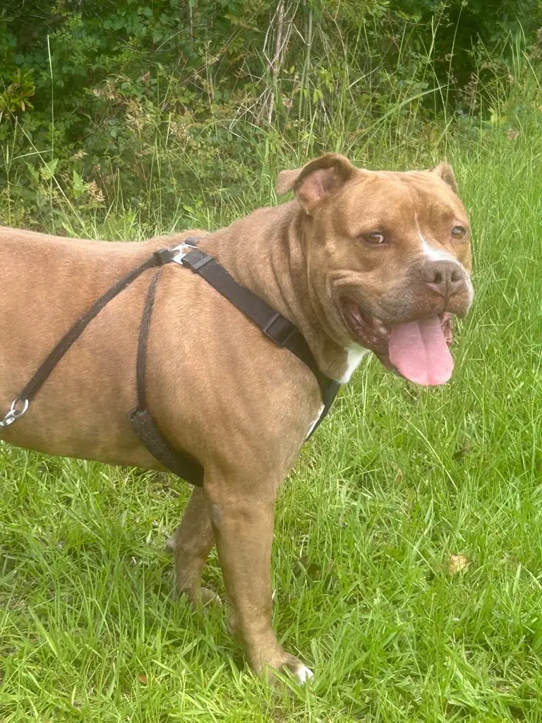Davey - Bulldog