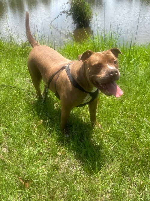 DAVEY - Bulldog available for adoption