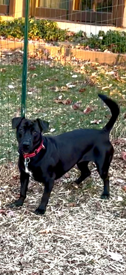 KIDDO - Dachshund / Labrador Retriever available for adoption