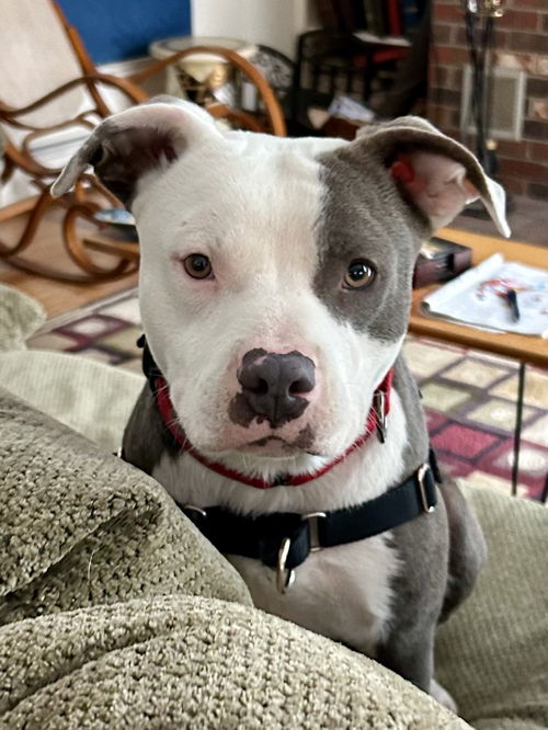 Simon