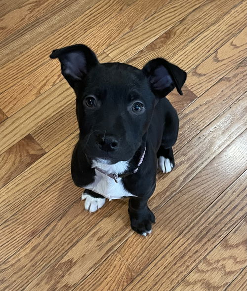 Cocoa