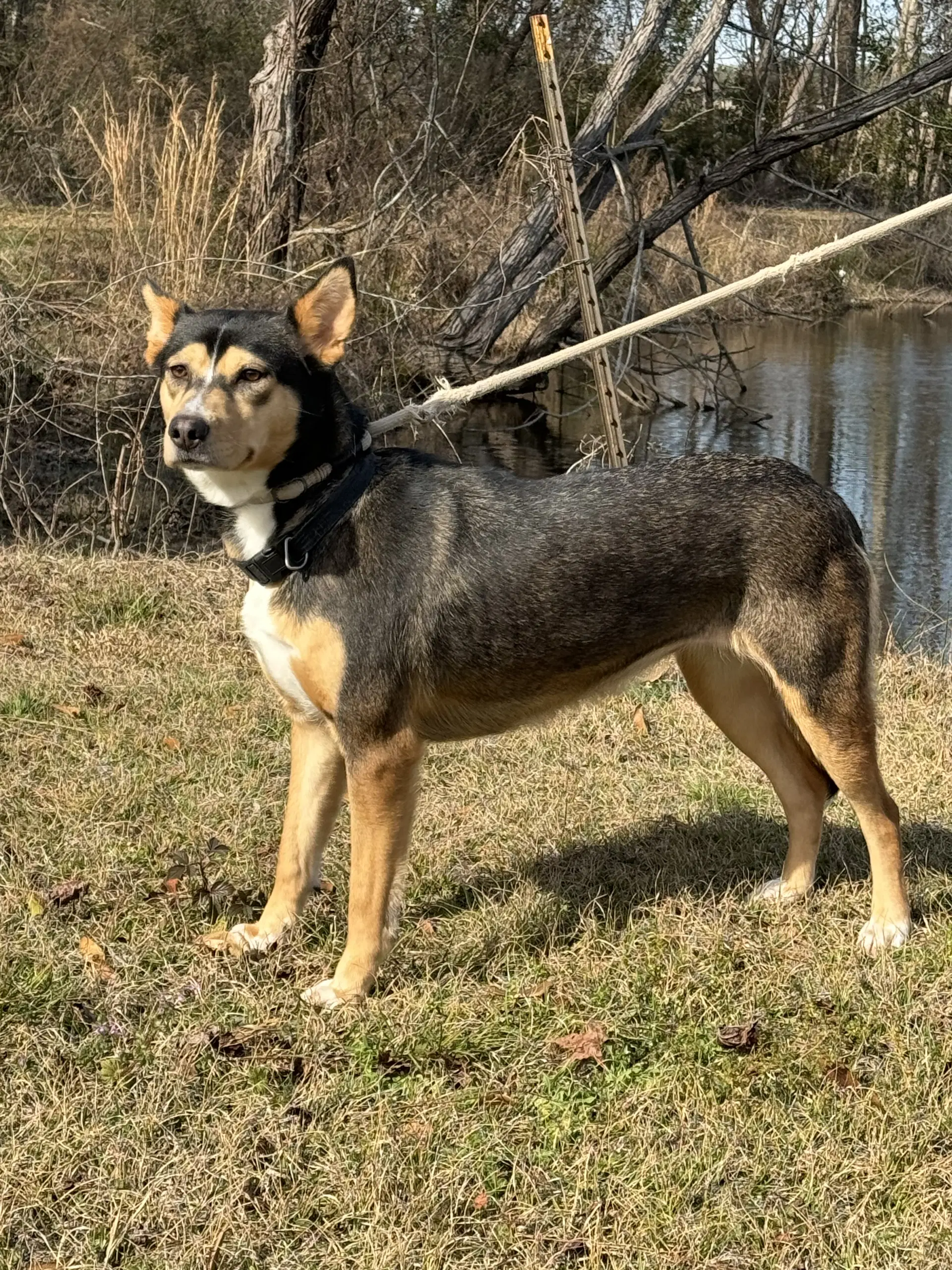 Peanut image 3
