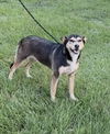 adoptable Dog in  named Peanut