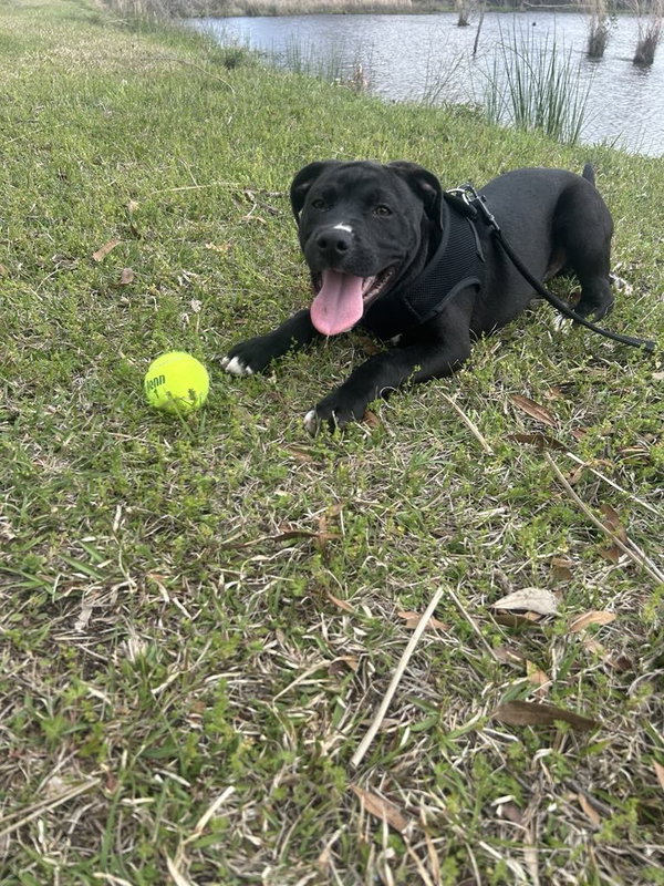 Winston (formerly Liam)