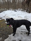 Winston (formerly Liam)