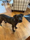 adoptable Dog in ringoes, NJ named Lyra