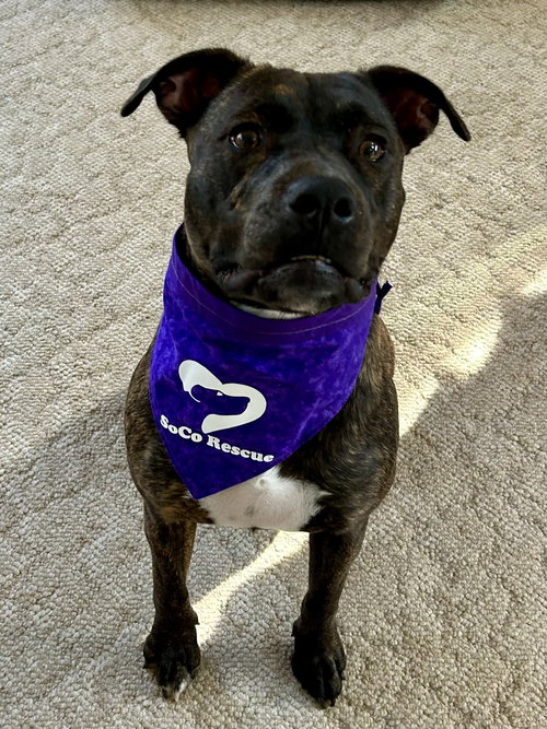 LUCY (FORMERLY LYRA) - Labrador Retriever / Bulldog available for adoption